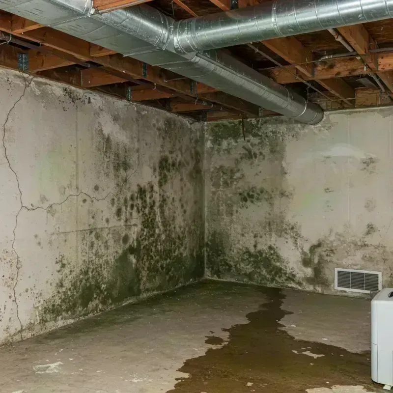 Professional Mold Removal in Letcher County, KY